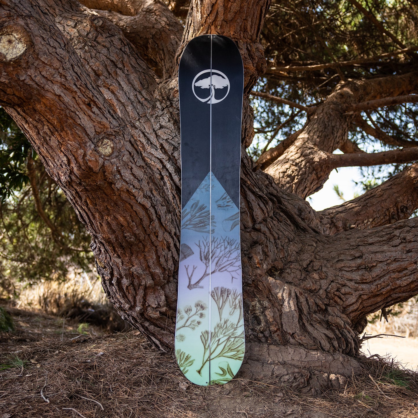 Veda Splitboard Camber